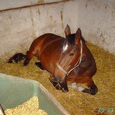 Dansk Varmblod asferg heidi