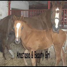 Dansk Varmblod Beauty Girl 