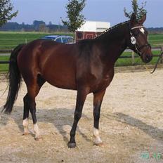 Dansk Varmblod asferg heidi