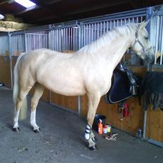 Palomino Hedelykkes Odessa SOLGT