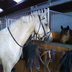 Palomino Hedelykkes Odessa SOLGT