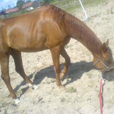 Pinto Coco Nyberg Solgt.