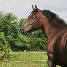 Quarter JMC Tiny Amiga Mia