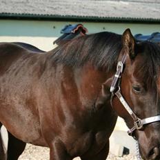 Quarter JMC Tiny Amiga Mia