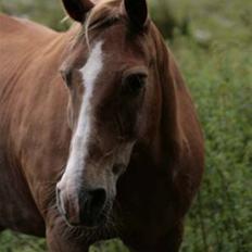 New Forest Kirketerps Knold-solgt