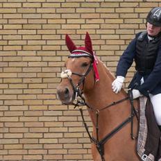Anden særlig race Trigger Af Sandager