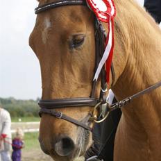 Anden særlig race Trigger Af Sandager