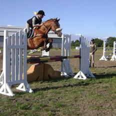 Dansk Varmblod Z op's Claudius.