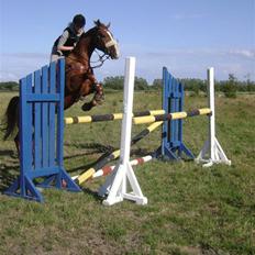 Dansk Varmblod Z op's Claudius.