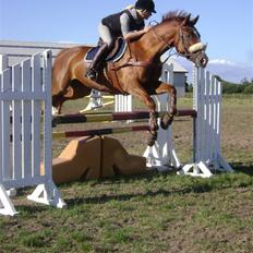 Dansk Varmblod Z op's Claudius.