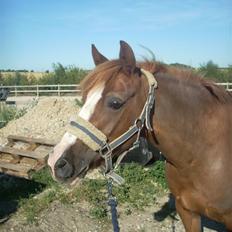 Anden særlig race Zoffi 
