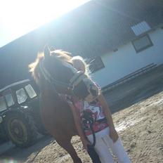 Anden særlig race Zoffi 