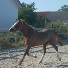 Anden særlig race Zoffi 