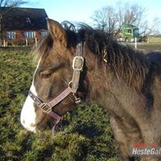 Anden særlig race To-Scor Surprise  SOLGT