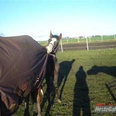 Anden særlig race To-Scor Surprise  SOLGT