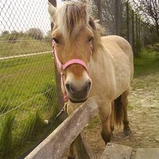 Fjordhest Maja (: * GP * 