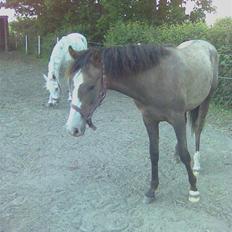 Anden særlig race To-Scor Surprise  SOLGT