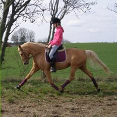 DSP Katborgs Lou Lou - Solgt