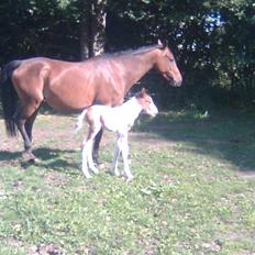 Anden særlig race Thunder Cloud R.I.P