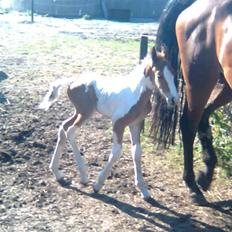 Anden særlig race Thunder Cloud R.I.P