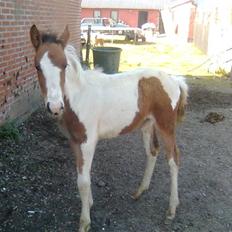 Anden særlig race Thunder Cloud R.I.P