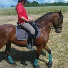 Anden særlig race Bakkelygård's Flicka <3