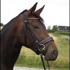 Anden særlig race Coffee Calina ( Solgt )