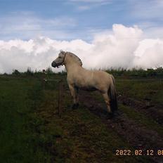 Fjordhest Annabell SOLGT