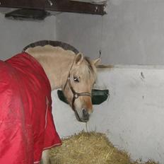 Fjordhest Annabell SOLGT