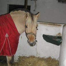 Fjordhest Annabell SOLGT