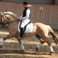 Fjordhest Avlshingst Dukat Halsnæs