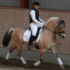 Fjordhest Avlshingst Dukat Halsnæs