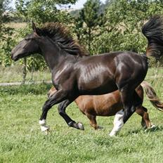 Oldenborg Bubber af Siem (Solgt)