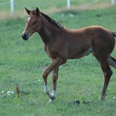 Dansk Varmblod Kastaniegården´s  Nedina 