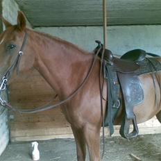 Anden særlig race Peter Pan (HIMMEL HEST)