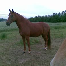 Anden særlig race Peter Pan (HIMMEL HEST)