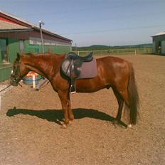 Anden særlig race Peter Pan (HIMMEL HEST)