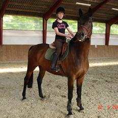 Polsk Varmblod Ronika*Solgt*