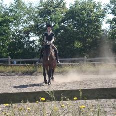 Polsk Varmblod Ronika*Solgt*