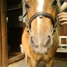 Shetlænder Batman :b *GP* <3