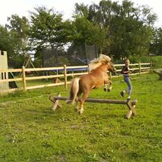 Shetlænder Batman :b *GP* <3