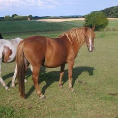 Anden særlig race felixgård merci solgt :( 