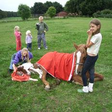 Anden særlig race felixgård merci solgt :( 