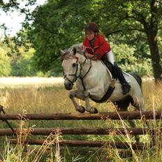 Anden særlig race Clinton [solgt]