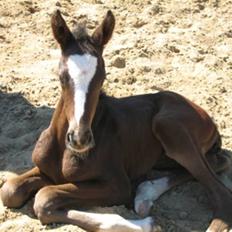 Dansk Varmblod Graversgaards Cora