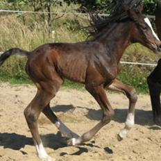 Dansk Varmblod Graversgaards Cora