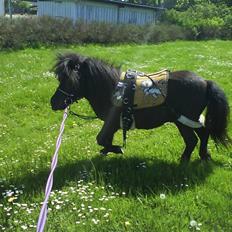 Shetlænder Elias. Passede engang.