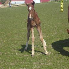 Frederiksborg Zorio Brentedal