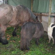 Belgier jonas aka bøffen 