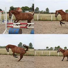 Anden særlig race Junker [Redet og passet]